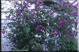 Clematis photograph