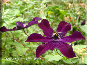 Clematis photograph