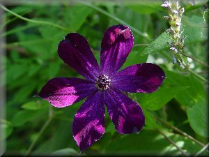 Clematis photograph