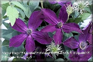 Clematis photograph