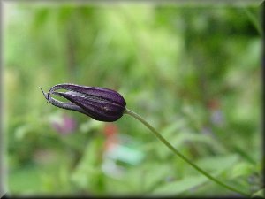 Clematis photograph