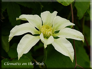 Clematis photograph