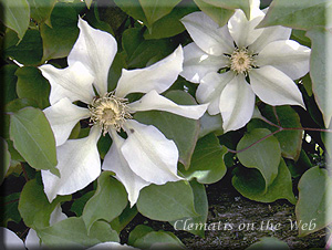 Clematis photograph