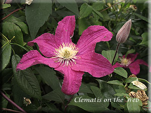 Clematis photograph