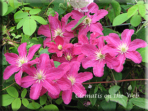 Clematis photograph