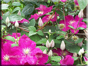 Clematis photograph