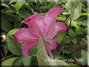 Clematis photograph