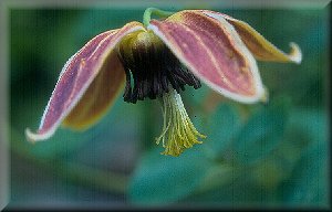 Clematis photograph