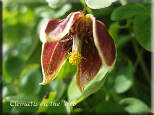 Clematis photograph