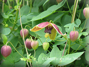 Clematis photograph