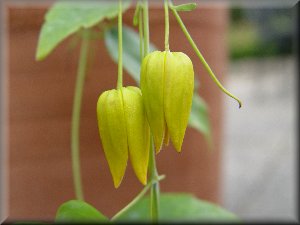 Clematis photograph