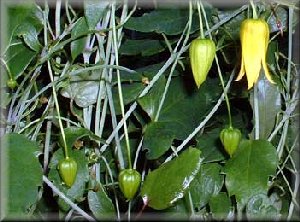 Clematis photograph