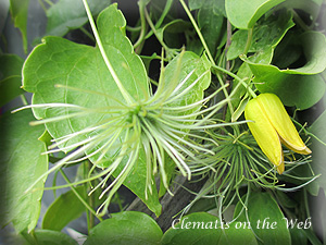 Clematis photograph