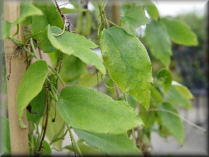 Clematis photograph