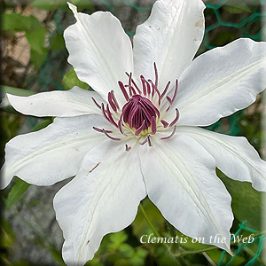 Clematis photograph