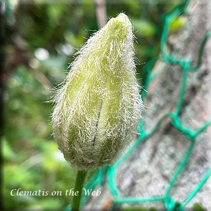 Clematis photograph