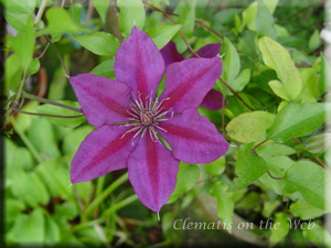 Clematis photograph