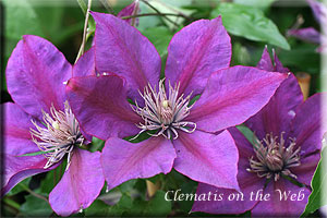 Clematis photograph