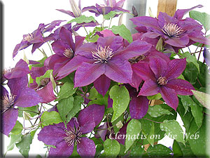 Clematis photograph