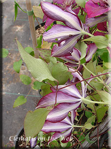 Clematis photograph