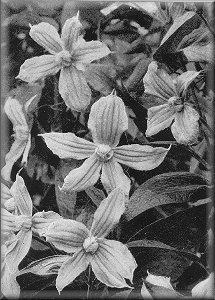 Clematis photograph