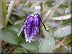 Clematis photograph