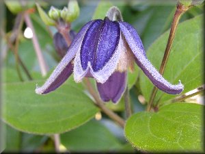 Clematis photograph