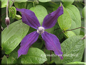 Clematis photograph