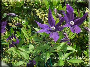 Clematis photograph