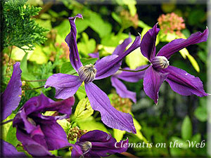 Clematis photograph