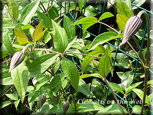 Clematis photograph