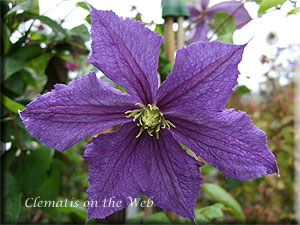 Clematis photograph