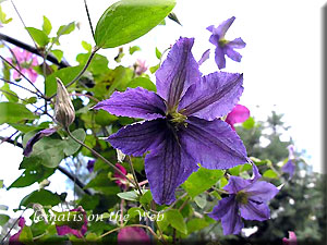 Clematis photograph