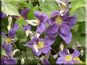 Clematis photograph