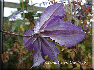 Clematis photograph