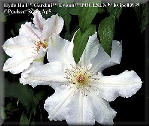 Clematis photograph