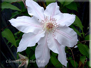 Clematis photograph