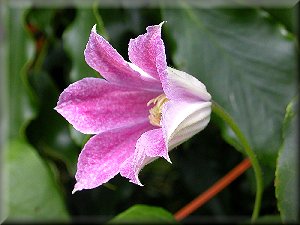 Clematis photograph