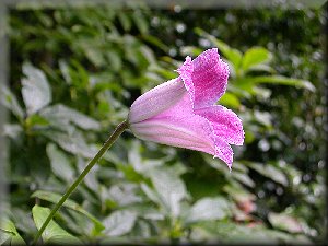 Clematis photograph