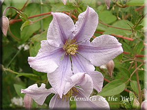 Clematis photograph