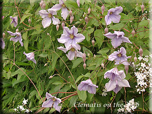 Clematis photograph