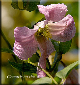 Clematis photograph