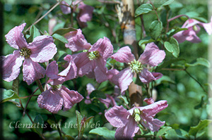 Clematis photograph