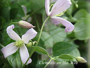 Clematis photograph