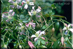 Clematis photograph