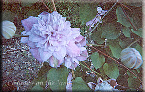 Clematis photograph