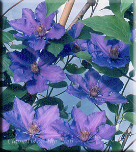 Clematis photograph