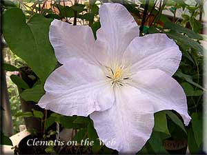 Clematis photograph