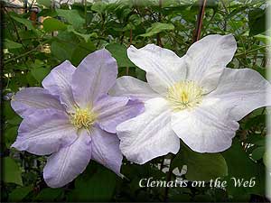 Clematis photograph