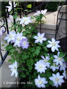 Clematis photograph